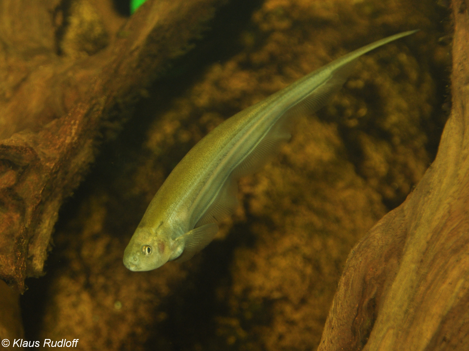 (Gymnotiformes Berg, 1940) Отряд Гимнотиформес, Гимнотообразные